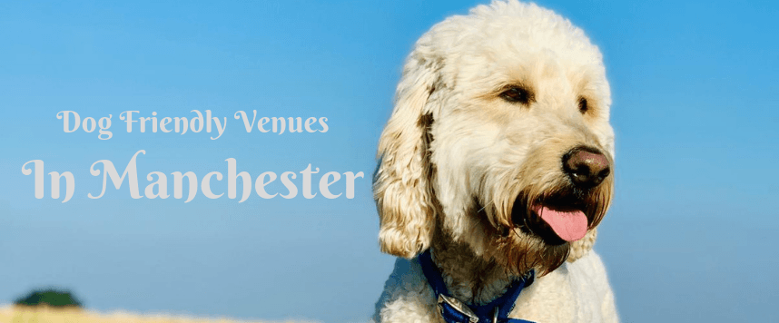 Dog Friendly Venues in Manchester